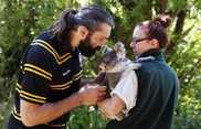 Koalas in danger as Aussie temperatures soar: study