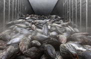 Japan asks WTO to intervene on S.Korean atomic fish ban