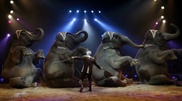 Elephants and kangaroos are walking Almaty streets