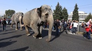Elephants walk Almaty first time in 23 years