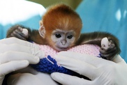 Help at hand to relocate threatened species