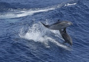 Dolphin killings rise in Peru due to Asia shark fin sales