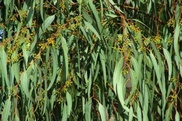 Australian scientists strike gold in gum trees