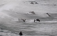 Dolphins inspire rescue radar device: study
