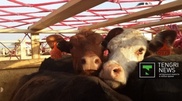 900 more Australian cows to be delivered to Almaty