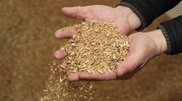 No grain storage problems this year: Mamytbekov