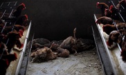 Taiwan doctors urge vigilance over new bird flu virus