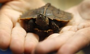 Species protection needed at 78 sites: study