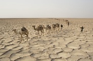 Australia's feral camels culled to 300,000