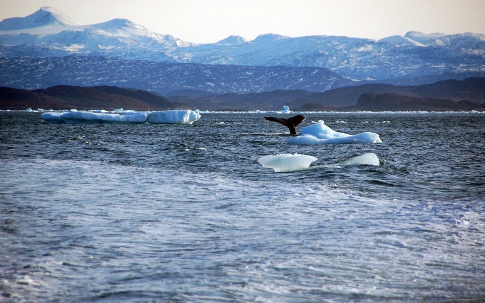 Race for Arctic resources must be conflict-free: Pentagon