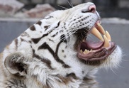 Man attacked by tiger at Australia Zoo