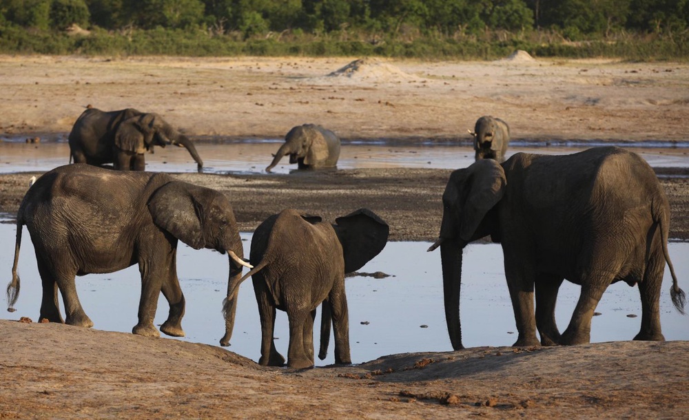 African elephant survival tops agenda at Botswana talks