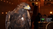 When traditions meet innovations: Kazakhstan to show falconry at EXPO 2017