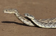 Japan police find 80 reptiles in one-room apartment