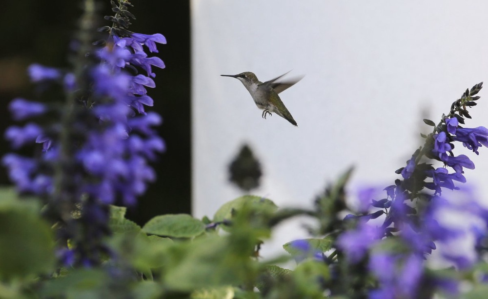 Power-hungry Washington's soft spot for wounded wildlife