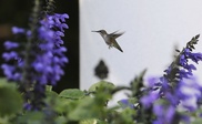 Power-hungry Washington's soft spot for wounded wildlife