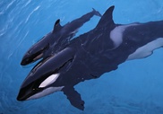 Anti-whalers dismiss 'sham' Australian surveillance