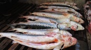 Commercial catching of sturgeons at Caspian banned
