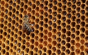Wanted: Billions of bees for European farms