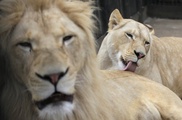 Lion found hanging in cage at Indonesia 'death zoo'