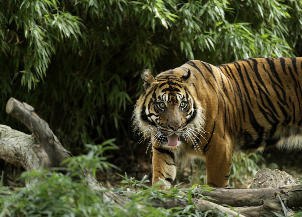 Tiger killing show for Chinese rich and powerful: report