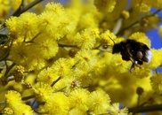 Mimosa, French perfume-makers' secret ingredient