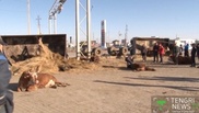 Truck with 40 cows flips over in Atyrau