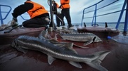 Coast Guards rescue endangered fish from poacher nets