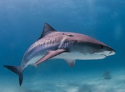 Woman killed by shark in Australia