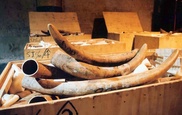 Singapore seizes ivory disguised as coffee berries