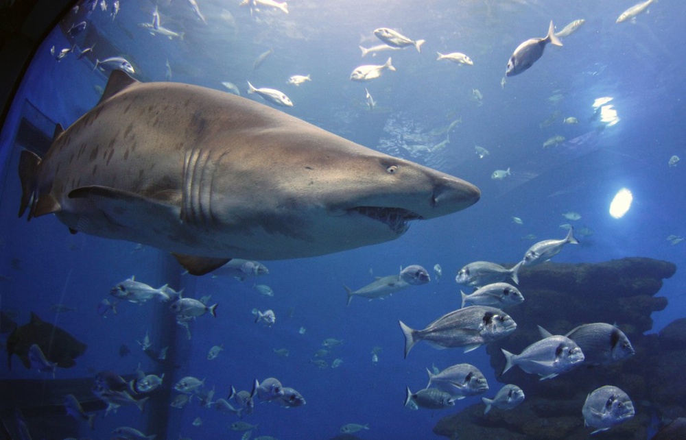 Cap, goggles found from Australian shark attack victim