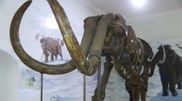 Unique paleontological site disappearing in Pavlodar