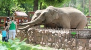 Be part of Almaty Zoo: take care of one animal