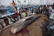 Japan says no decision on 2015-16 whaling