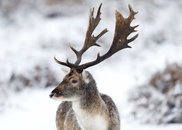 Taiwanese tourists hurt in Japan deer rampage