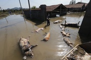 More dead pigs found in China river