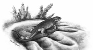 Paleontologists discover land herbivores' earliest ancestor