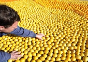 US orange production hit by disease, juice prices soar