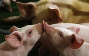 France suspends pig imports from North America, Japan