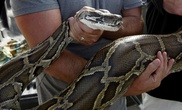 Woman fights python to save pet dog in Hong Kong