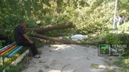 Windstorm uproots tree, kills zookeeper in Shymkent