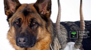 American dog trainers bring detector dogs to Almaty, help Kazakhstan stop saiga horn trafficking to China