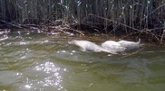 Massive fish die-off at Caspian Sea