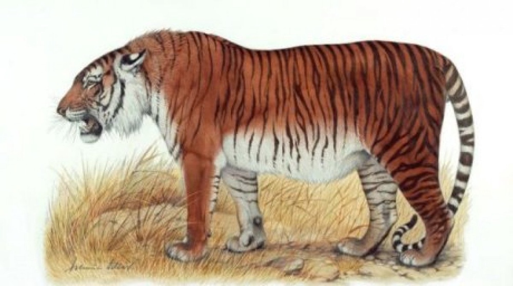 Astana revives initiative to save tigers
