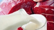 Agricultural innovations to increase dairy and meat export: Nazarbayev