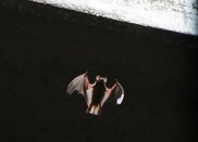 'Extinct' bat found in Papua New Guinea