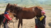 Mare's milk-based infant food to be produced in Kazakhstan