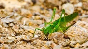 Locust control costs $15.8 million for Kazakhstan