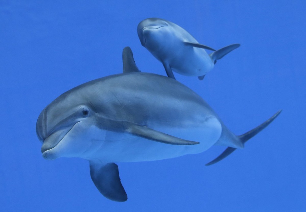 Fugitive campaigner hails Japan anti-dolphin hunt messages