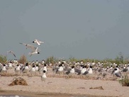 Kazakhstan's Katon-Karagai and Akzhaik added to UNESCO World Network of Biosphere Reserve